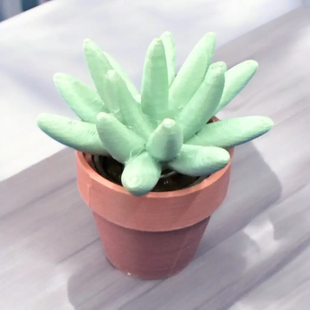 Spinney Succulent Fidgets